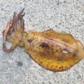 Oval Squid0_0